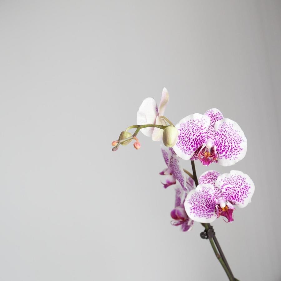 Alix Boutique Hotel Arteixo Ngoại thất bức ảnh